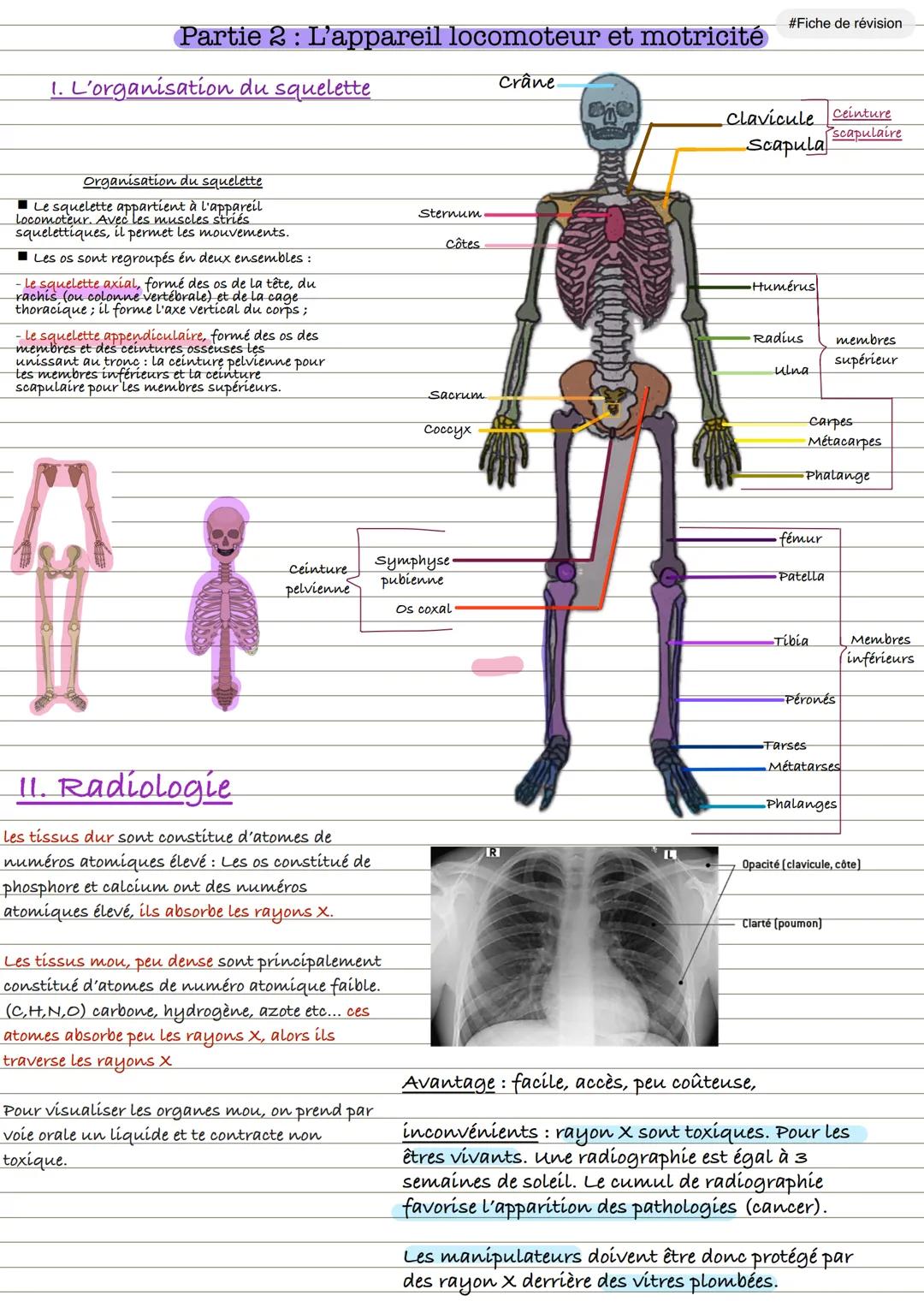 Partie 2 : L'appareil locomoteur et motricité
1. L'organisation du squelette
Crâne
Organisation du squelette
■Le squelette appartient à l'ap