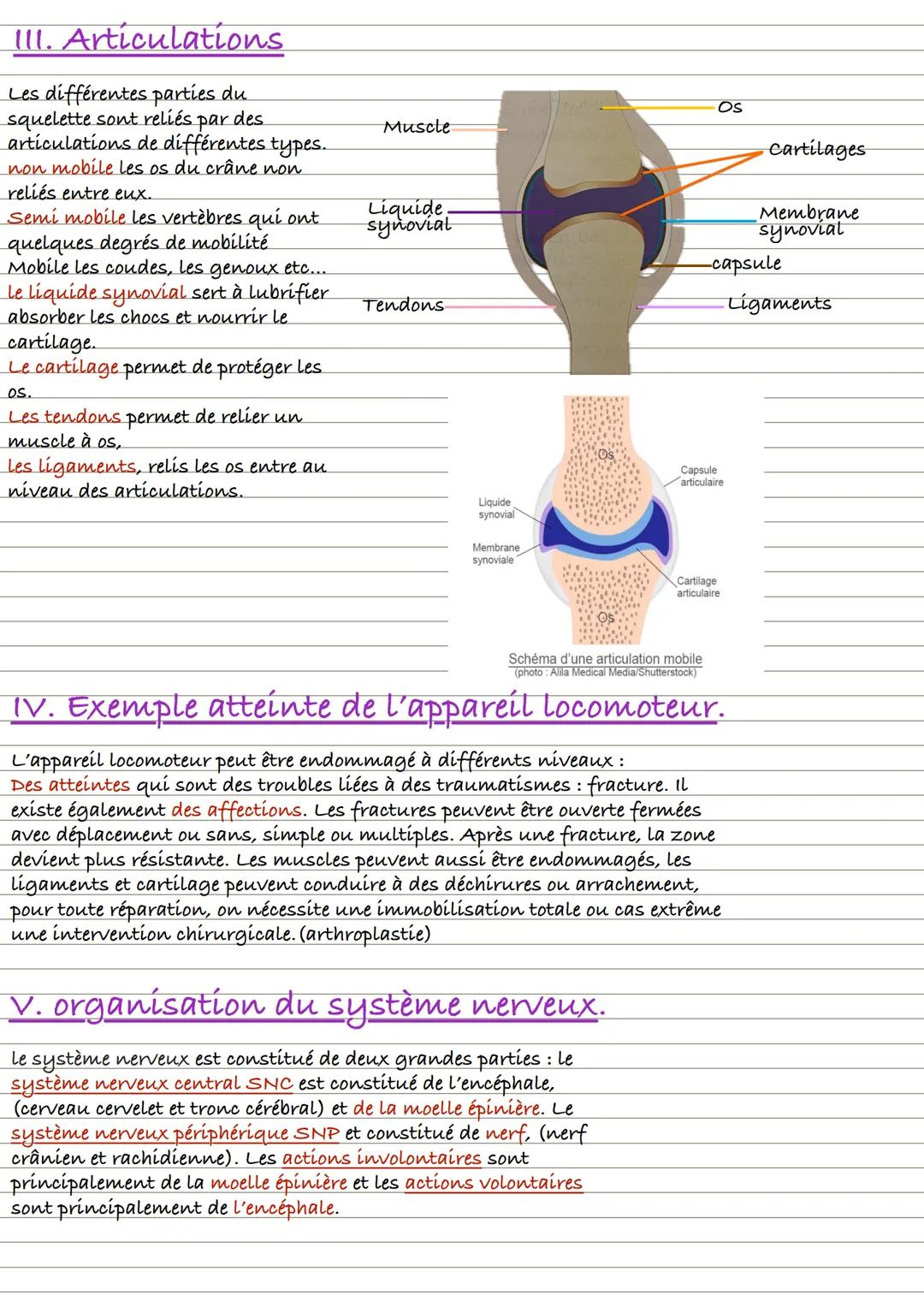 Partie 2 : L'appareil locomoteur et motricité
1. L'organisation du squelette
Crâne
Organisation du squelette
■Le squelette appartient à l'ap