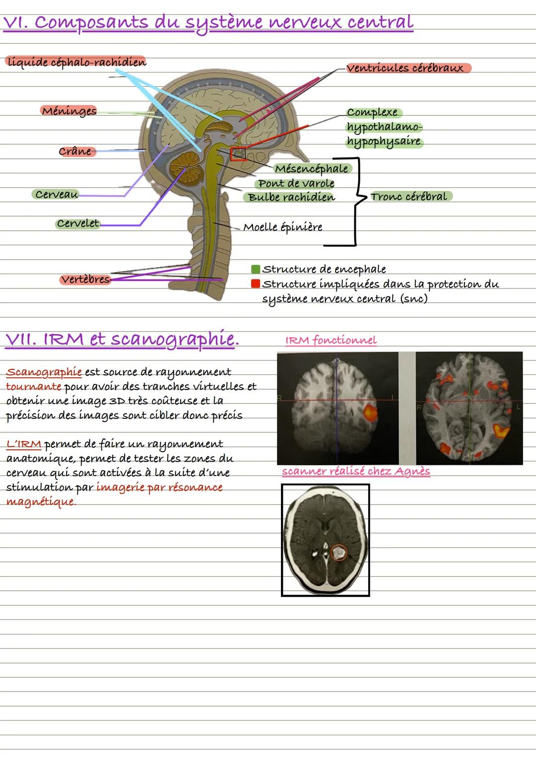 Partie 2 : L'appareil locomoteur et motricité
1. L'organisation du squelette
Crâne
Organisation du squelette
■Le squelette appartient à l'ap