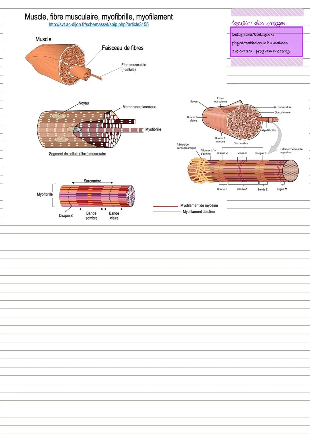 Partie 2 : L'appareil locomoteur et motricité
1. L'organisation du squelette
Crâne
Organisation du squelette
■Le squelette appartient à l'ap