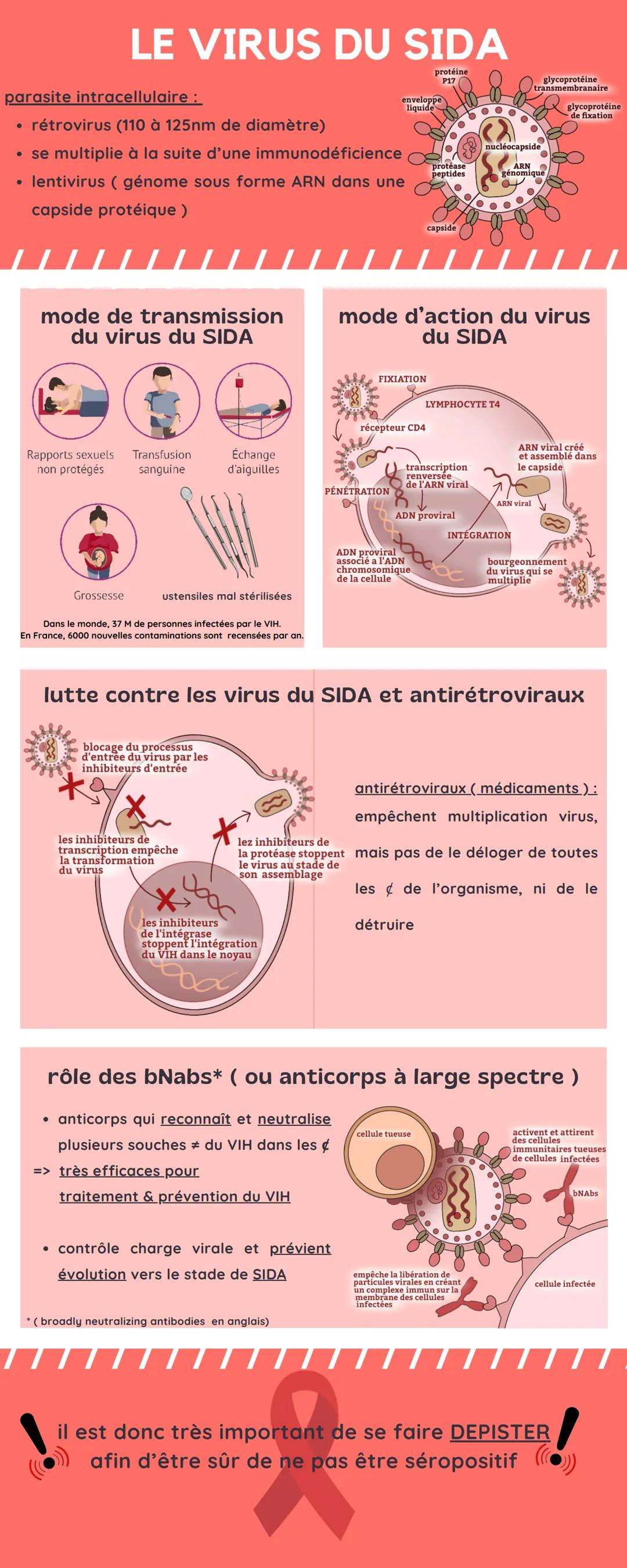 LE VIRUS DU SIDA
parasite intracellulaire :
rétrovirus (110 à 125nm de diamètre)
⚫ se multiplie à la suite d'une immunodéficience
⚫ lentivir