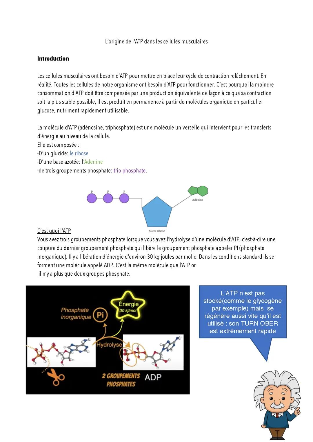 L’origine de l’ATP