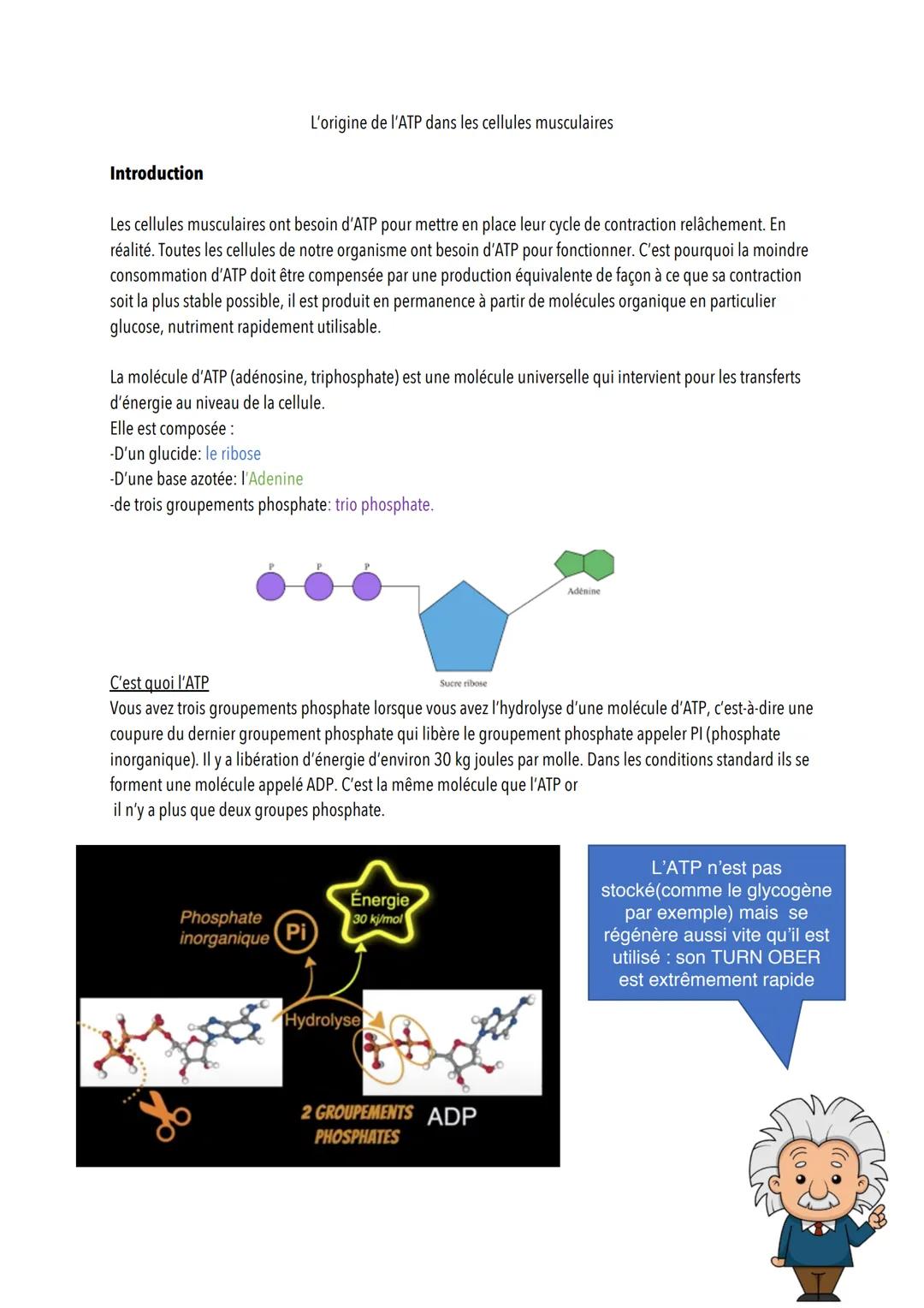 L'origine de l'ATP dans les cellules musculaires
Introduction
Les cellules musculaires ont besoin d'ATP pour mettre en place leur cycle de c