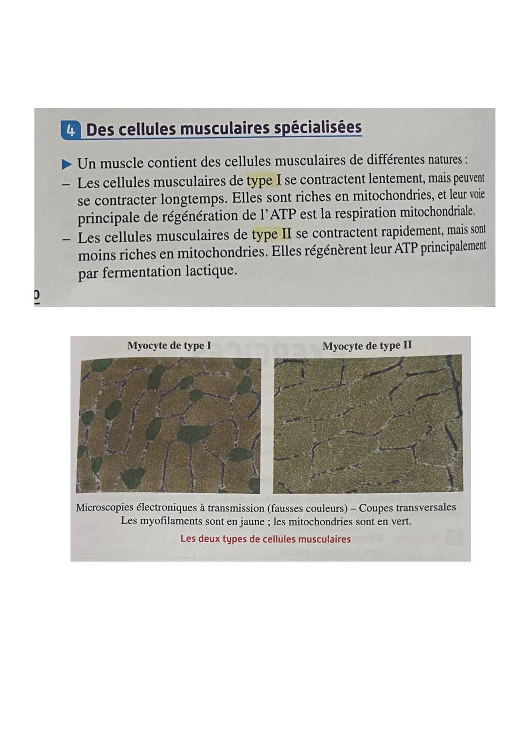 L'origine de l'ATP dans les cellules musculaires
Introduction
Les cellules musculaires ont besoin d'ATP pour mettre en place leur cycle de c