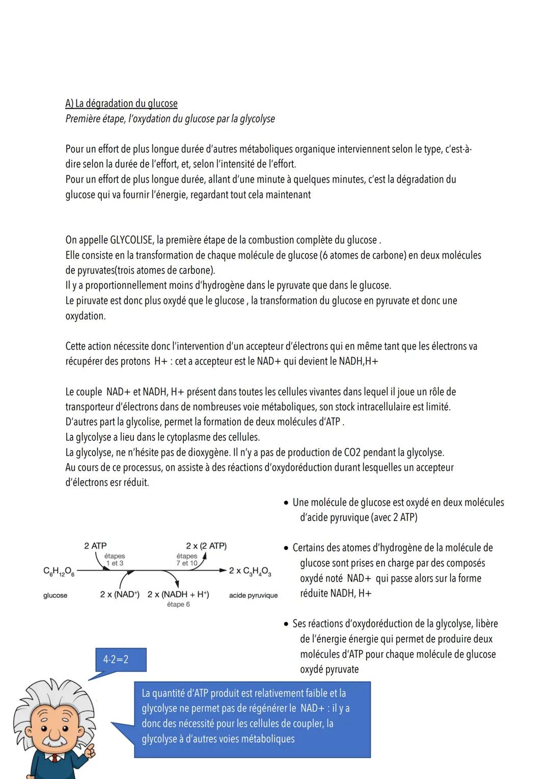 L'origine de l'ATP dans les cellules musculaires
Introduction
Les cellules musculaires ont besoin d'ATP pour mettre en place leur cycle de c