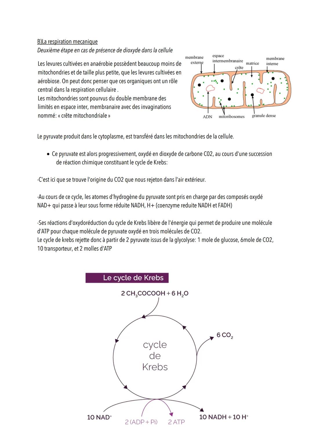 L'origine de l'ATP dans les cellules musculaires
Introduction
Les cellules musculaires ont besoin d'ATP pour mettre en place leur cycle de c