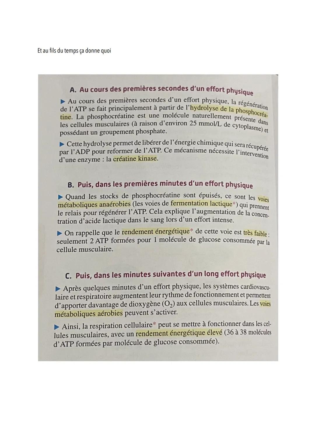 L'origine de l'ATP dans les cellules musculaires
Introduction
Les cellules musculaires ont besoin d'ATP pour mettre en place leur cycle de c