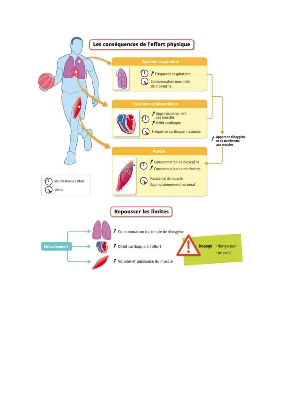 Thème3, chapitre2: Système cardio-respiratoire et effort musculaire
Avant propos, QCM: https://duco.nathan.fr/9782091712529/asset/171258 03