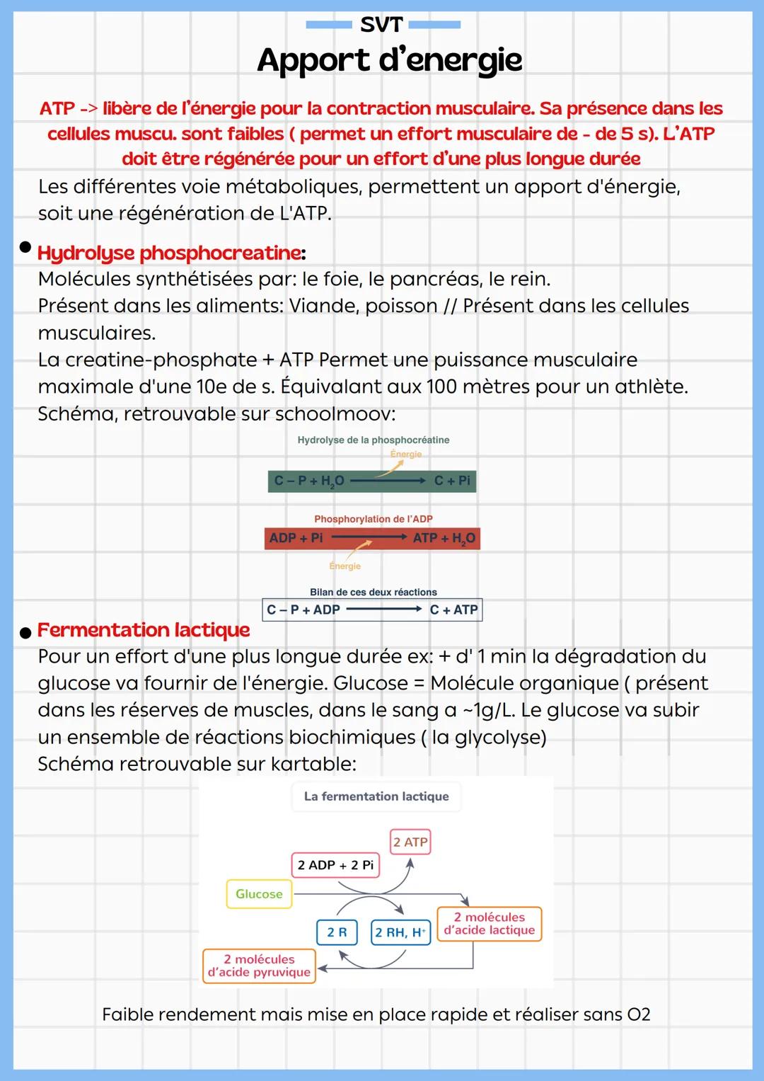 SVT
# Contraction Musculaire
À différentes échelles
* À l'échelle de l'organe: la contraction produit un raccourcissement et
un épaississe