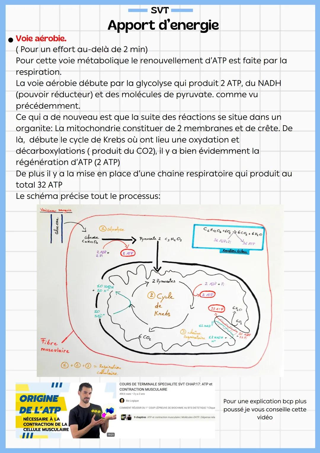 SVT
# Contraction Musculaire
À différentes échelles
* À l'échelle de l'organe: la contraction produit un raccourcissement et
un épaississe
