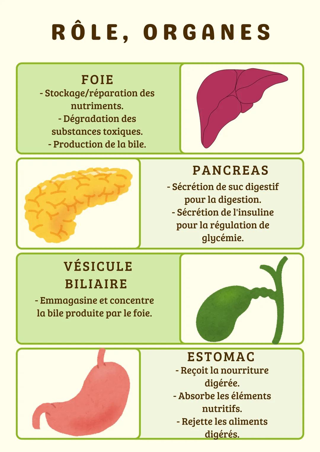 Rôle des organes digestifs, respiratoires, nerveux, etc