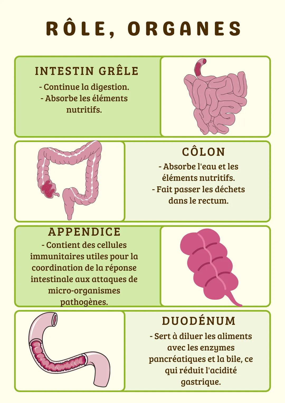 # RÔLE, ORGANES
FOIE
- Stockage/réparation des
nutriments.
- Dégradation des
substances toxiques.
- Production de la bile.
PANCREAS
- Sécr