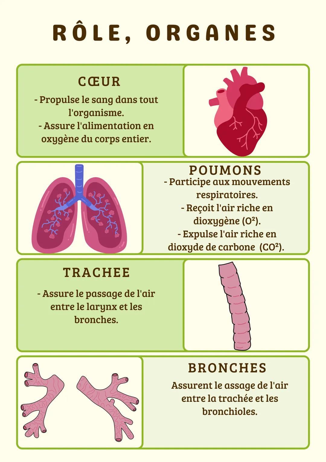 # RÔLE, ORGANES
FOIE
- Stockage/réparation des
nutriments.
- Dégradation des
substances toxiques.
- Production de la bile.
PANCREAS
- Sécr
