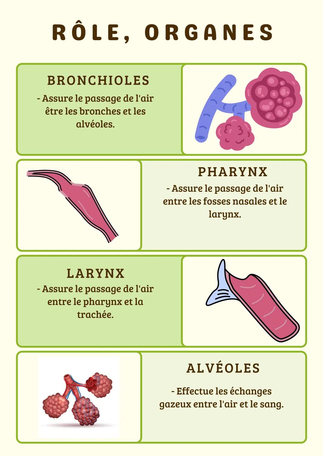 # RÔLE, ORGANES
FOIE
- Stockage/réparation des
nutriments.
- Dégradation des
substances toxiques.
- Production de la bile.
PANCREAS
- Sécr