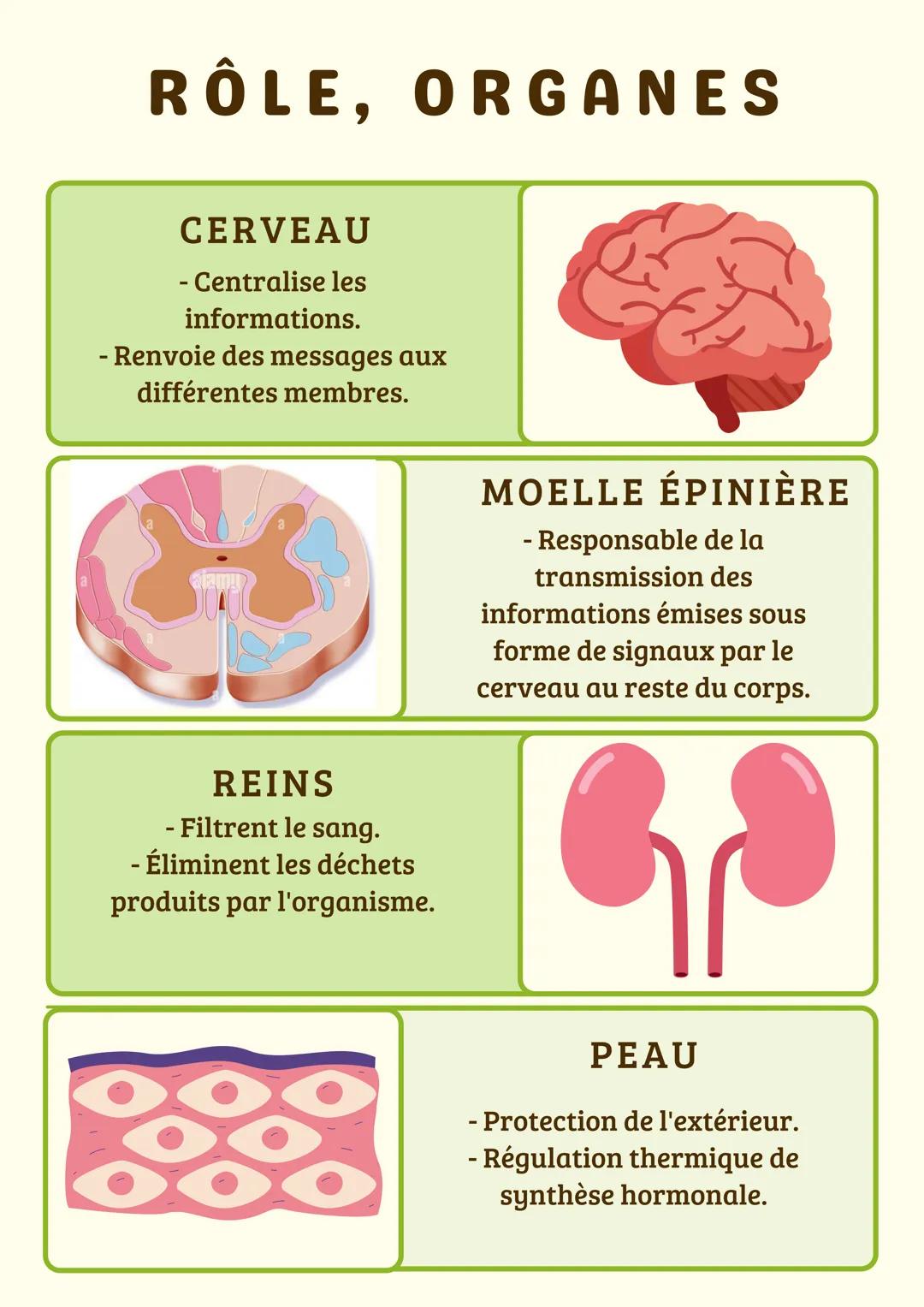# RÔLE, ORGANES
FOIE
- Stockage/réparation des
nutriments.
- Dégradation des
substances toxiques.
- Production de la bile.
PANCREAS
- Sécr