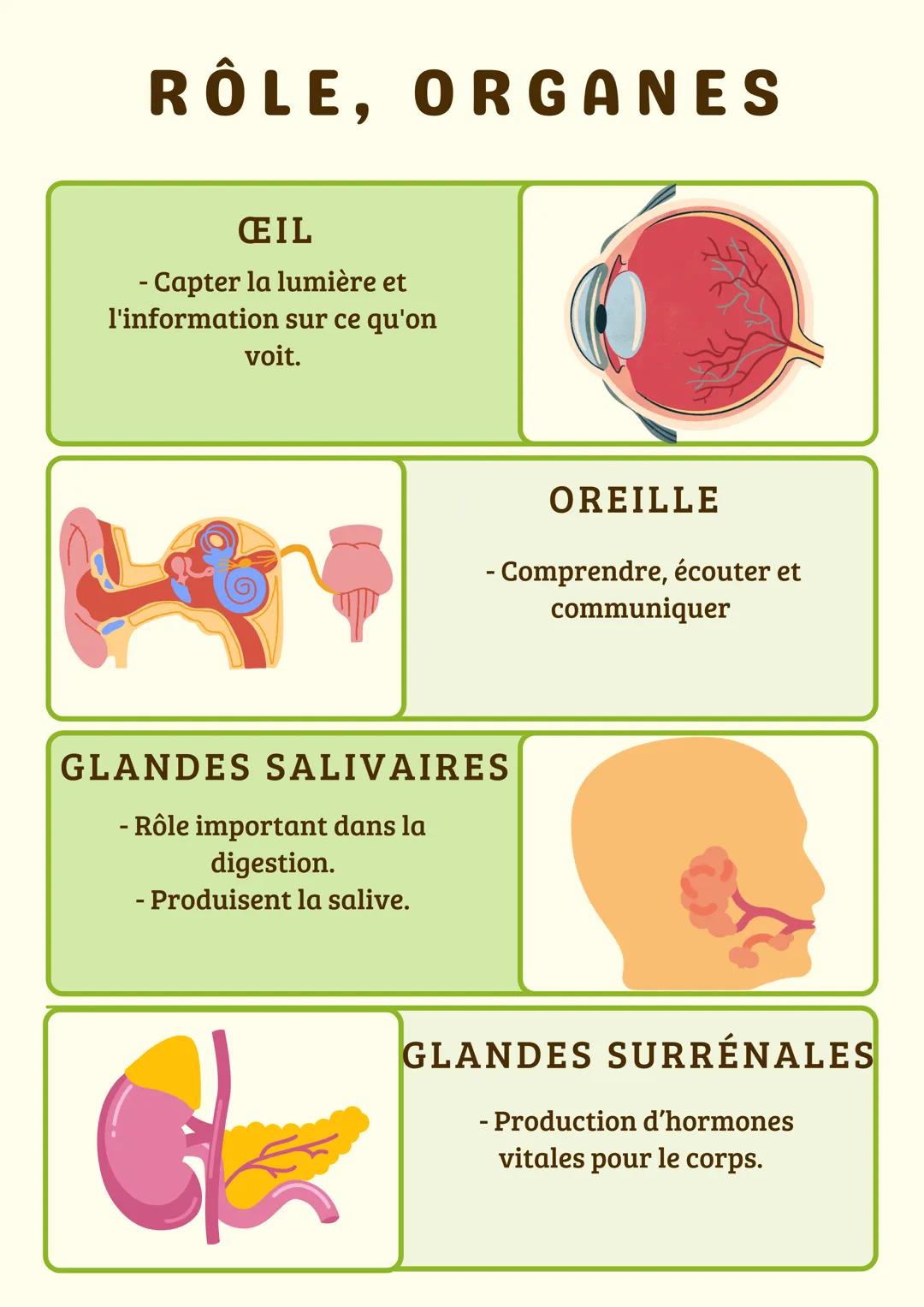 # RÔLE, ORGANES
FOIE
- Stockage/réparation des
nutriments.
- Dégradation des
substances toxiques.
- Production de la bile.
PANCREAS
- Sécr