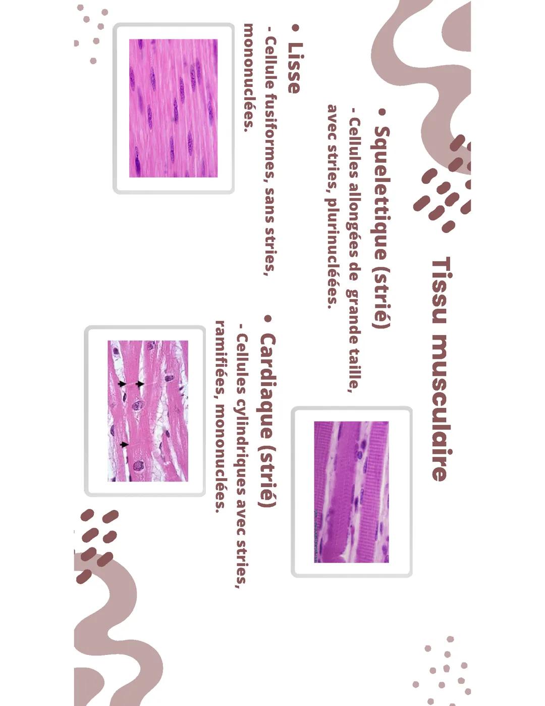 Les différents tissus