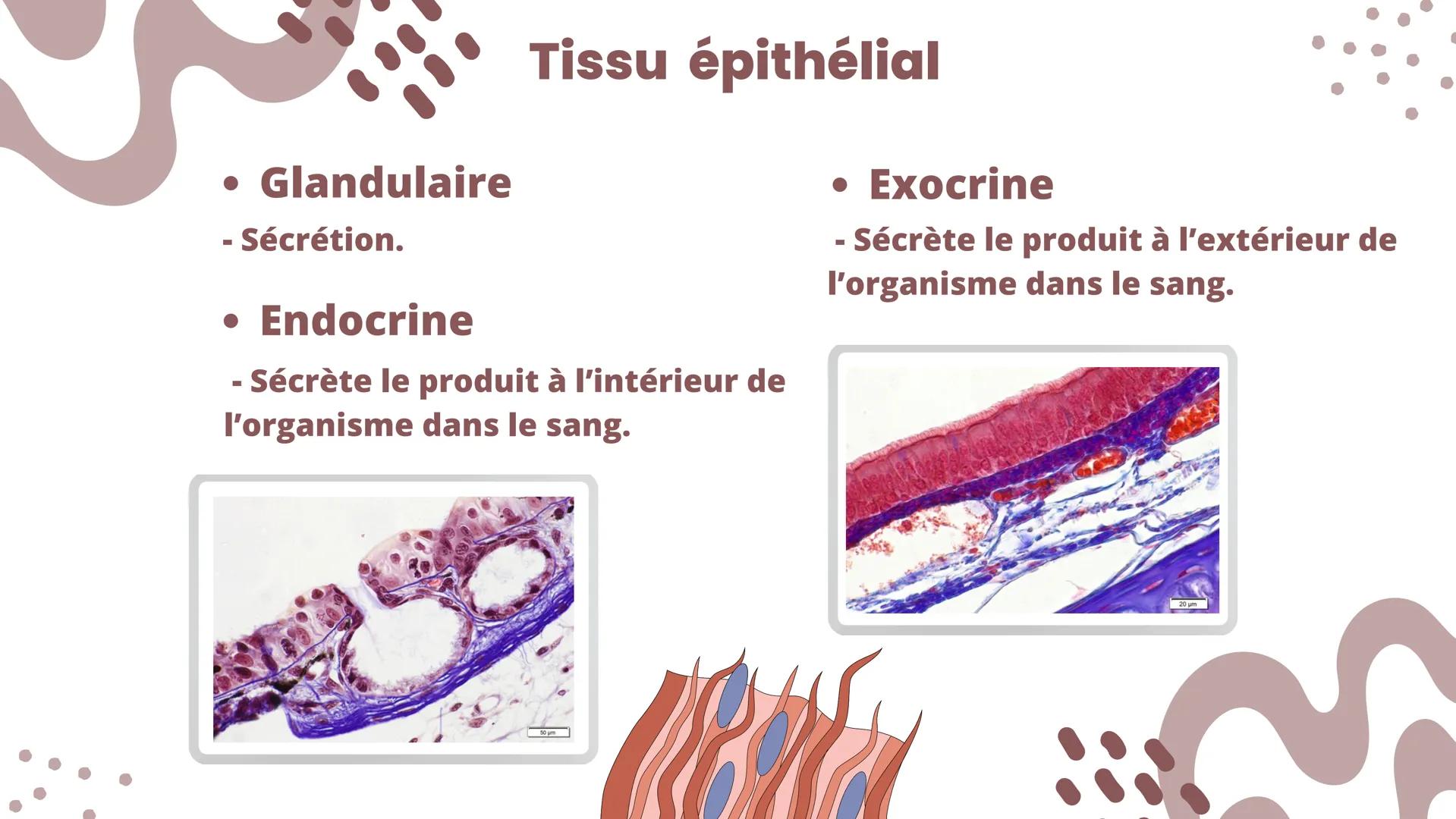 • Lisse
-
Tissu musculaire
Squelettique (strié)
Cellules allongées de grande taille,
avec stries, plurinucléées.
- Cellule fusiformes, sans