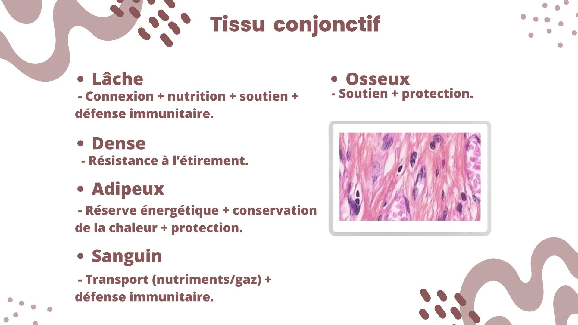 • Lisse
-
Tissu musculaire
Squelettique (strié)
Cellules allongées de grande taille,
avec stries, plurinucléées.
- Cellule fusiformes, sans