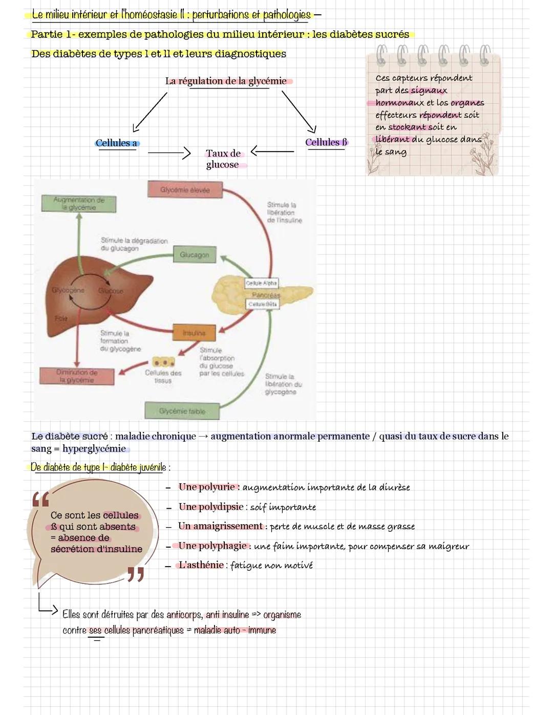 Perturbation et pathologie : diabète