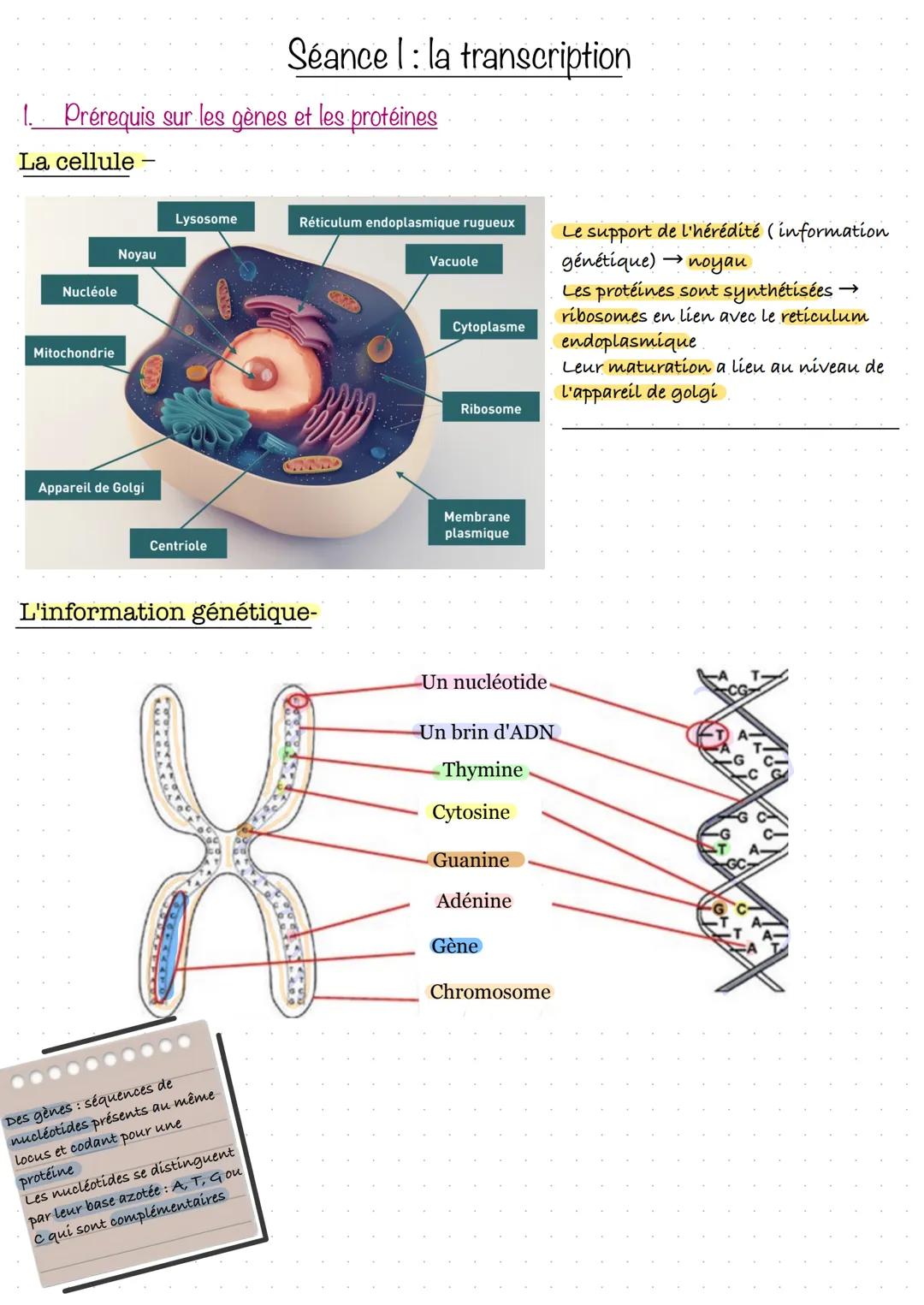 # Séance 1: la transcription
1. Prérequis sur les gènes et les protéines
La cellule
Nucléole
Mitochondrie
Appareil de Golgi
Centriole