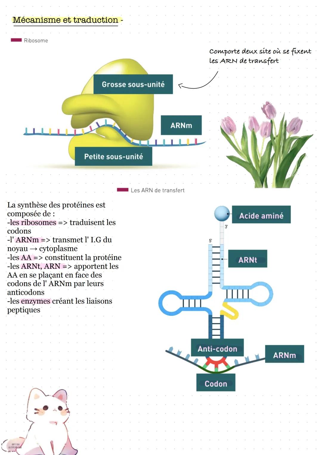 # Séance 1: la transcription
1. Prérequis sur les gènes et les protéines
La cellule
Nucléole
Mitochondrie
Appareil de Golgi
Centriole