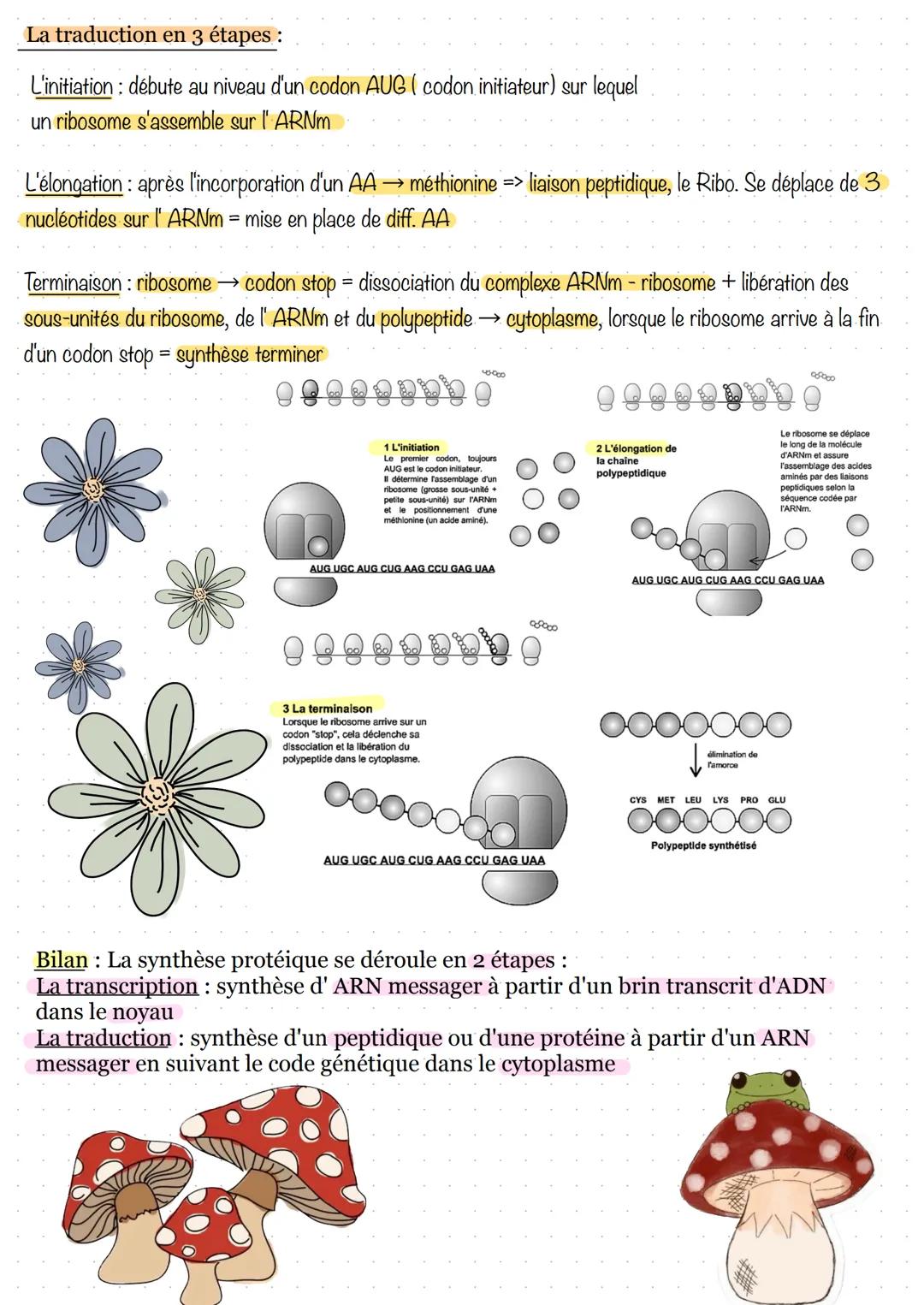 # Séance 1: la transcription
1. Prérequis sur les gènes et les protéines
La cellule
Nucléole
Mitochondrie
Appareil de Golgi
Centriole