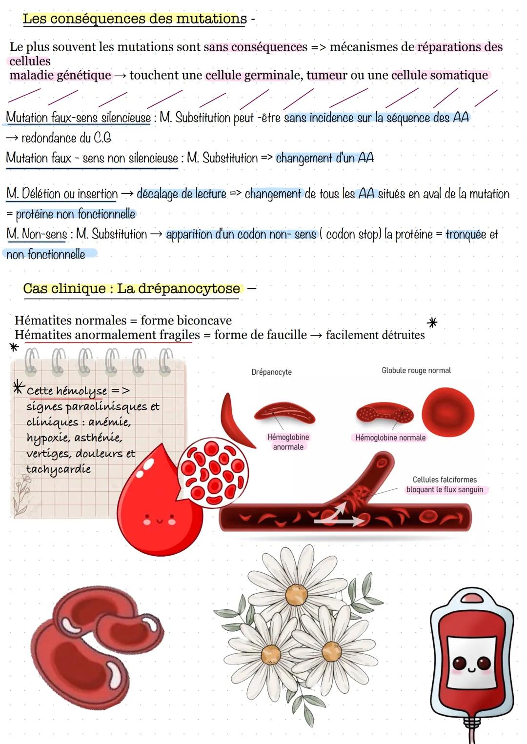 # Séance 1: la transcription
1. Prérequis sur les gènes et les protéines
La cellule
Nucléole
Mitochondrie
Appareil de Golgi
Centriole