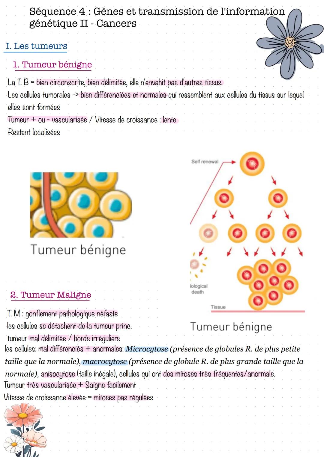 Séquence 4: Gènes et transmission de l'information
génétique II - Cancers
I. Les tumeurs
1. Tumeur bénigne
La T. B = bien circonscrite,