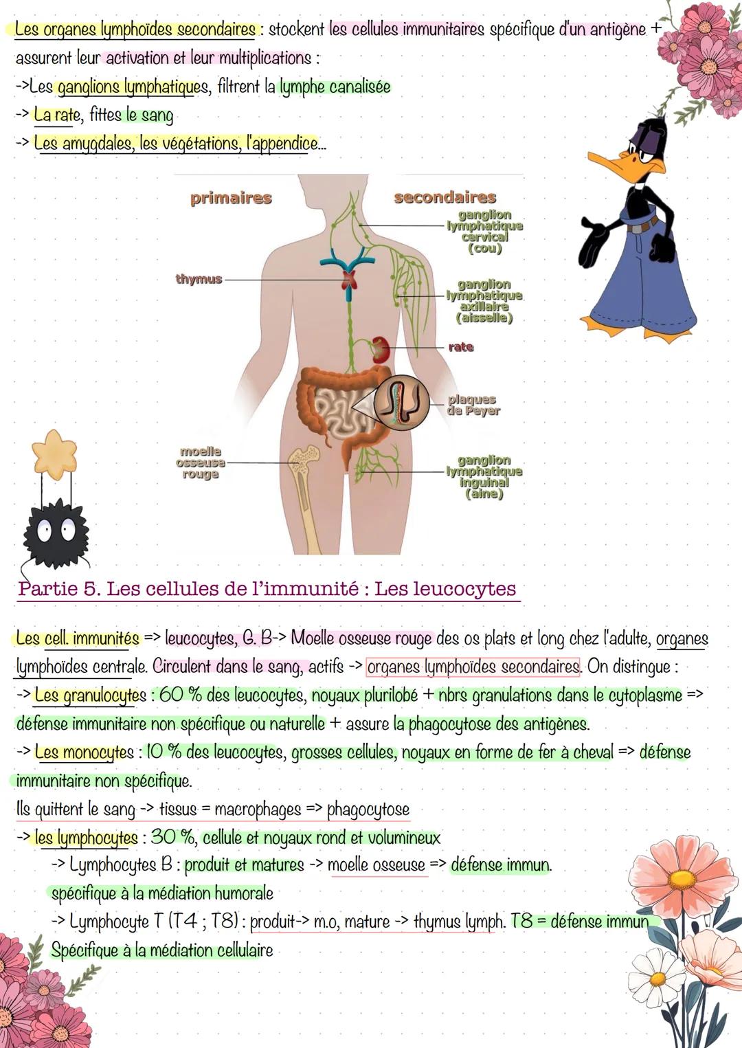 # Comment le système immunitaire distingue-t-il le
soi et le non-soi?
Partie 1. Qu'est-ce que le soi et le non-soi?
Le syst. immunitaire: