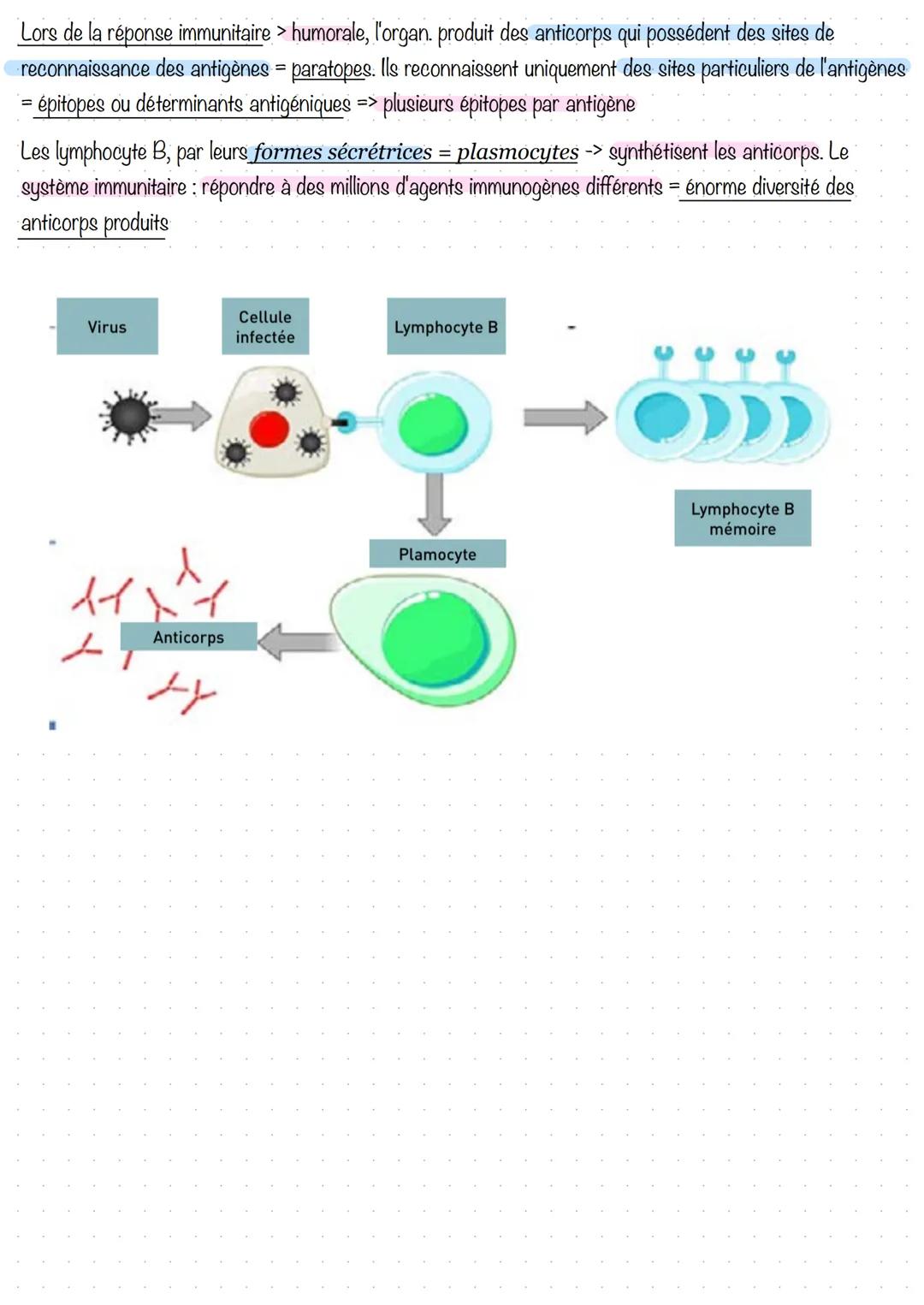 # Réponse immunitaire acquise à médiation humorale
1. Introduction et prérequis
Éviter l'infection est empêché l'entrée de l'agent pathog
