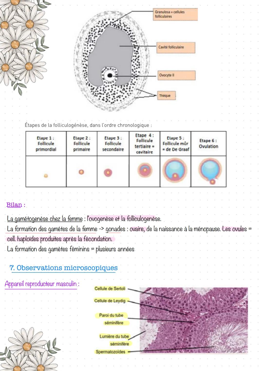 # Partie 1 - Anatomie et physiologie des appareils
reproducteurs
1. Prérequis
Les voies urinaires, permettent la circulation de l'urine.