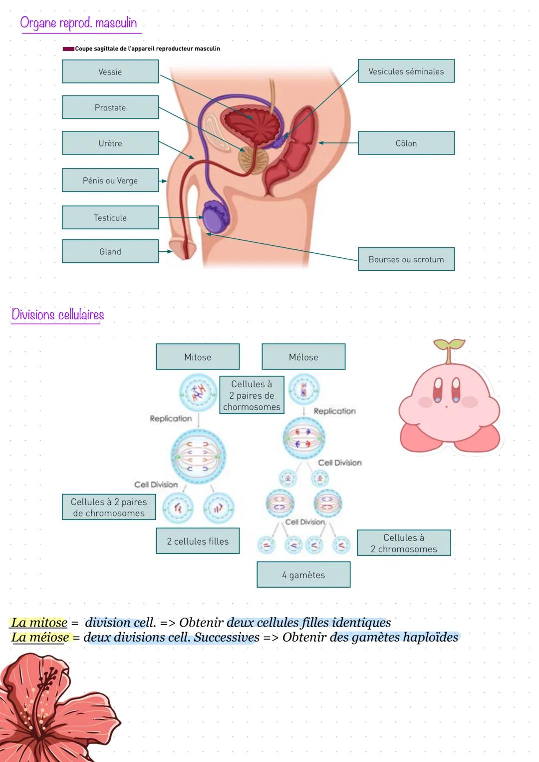 # Partie 1 - Anatomie et physiologie des appareils
reproducteurs
1. Prérequis
Les voies urinaires, permettent la circulation de l'urine.