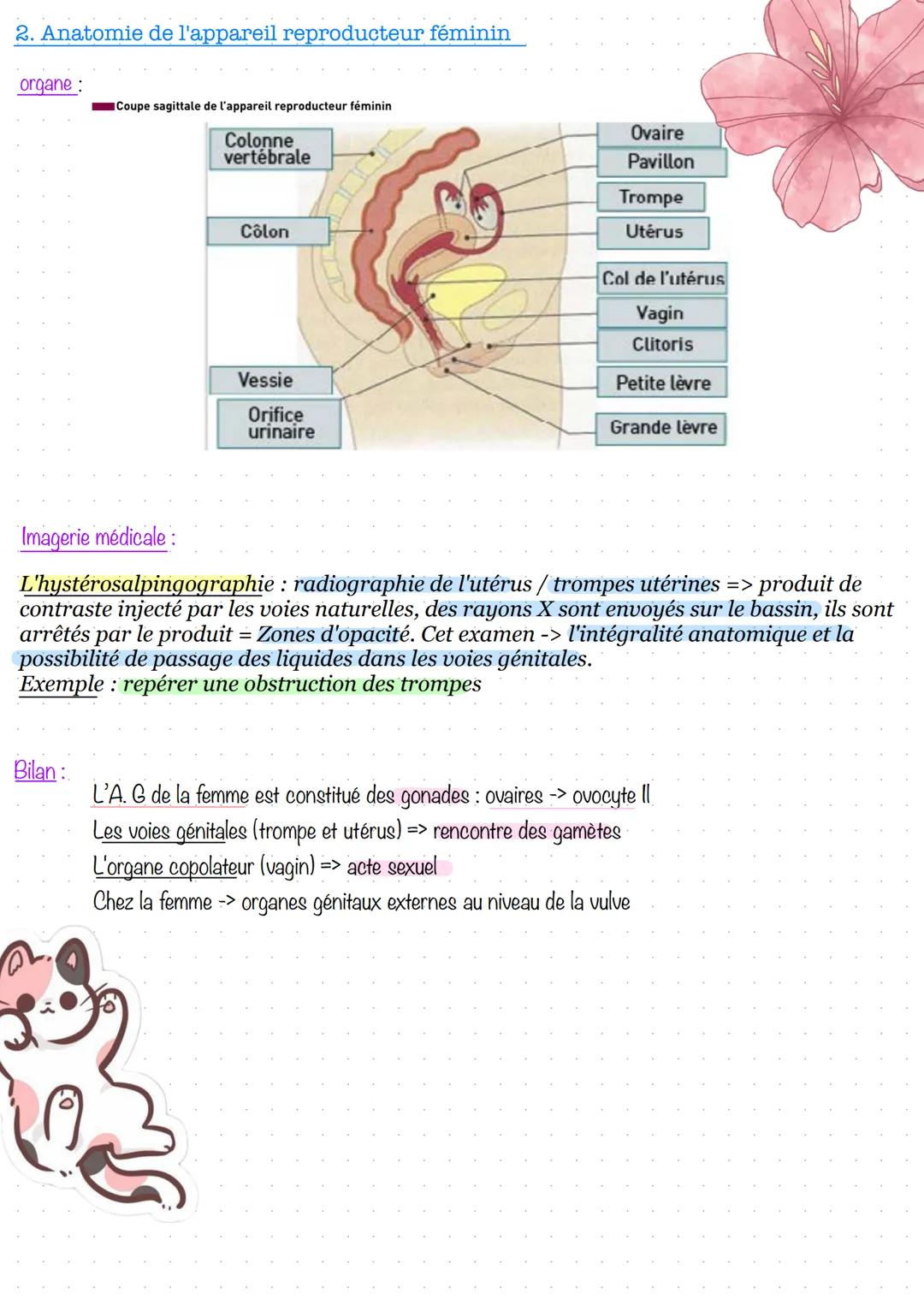 # Partie 1 - Anatomie et physiologie des appareils
reproducteurs
1. Prérequis
Les voies urinaires, permettent la circulation de l'urine.