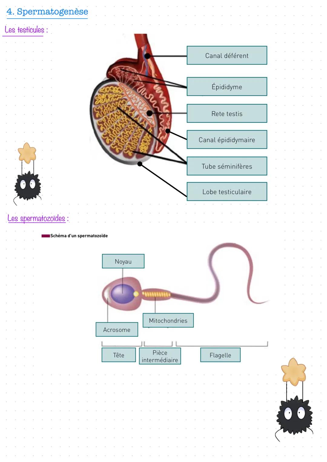 # Partie 1 - Anatomie et physiologie des appareils
reproducteurs
1. Prérequis
Les voies urinaires, permettent la circulation de l'urine.