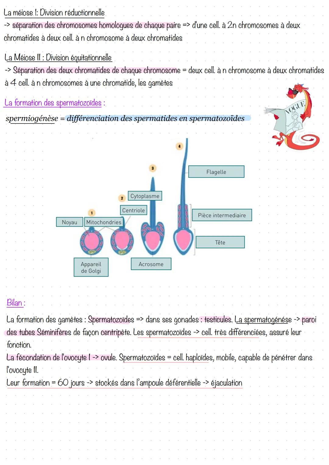 # Partie 1 - Anatomie et physiologie des appareils
reproducteurs
1. Prérequis
Les voies urinaires, permettent la circulation de l'urine.