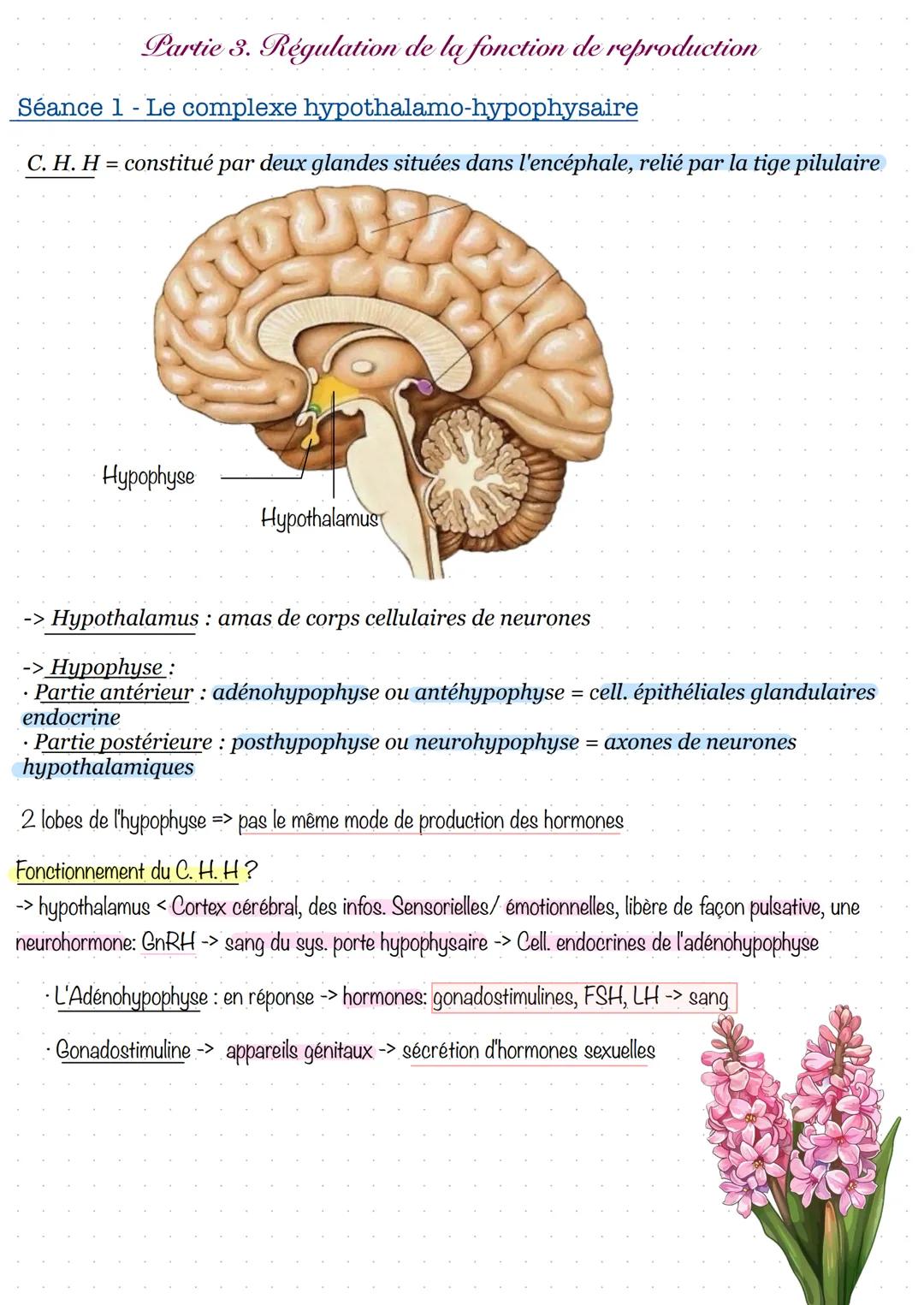 # Partie 3. Régulation de la fonction de reproduction
Séance 1 - Le complexe hypothalamo-hypophysaire
C. H. H = constitué par deux glande