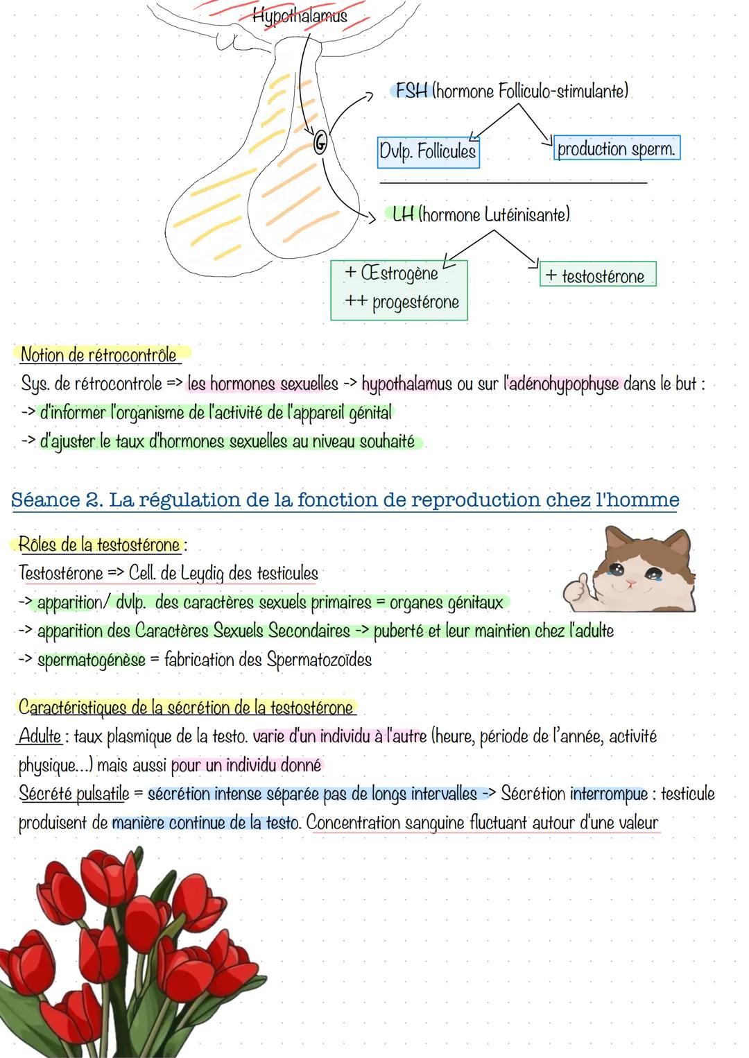 # Partie 3. Régulation de la fonction de reproduction
Séance 1 - Le complexe hypothalamo-hypophysaire
C. H. H = constitué par deux glande