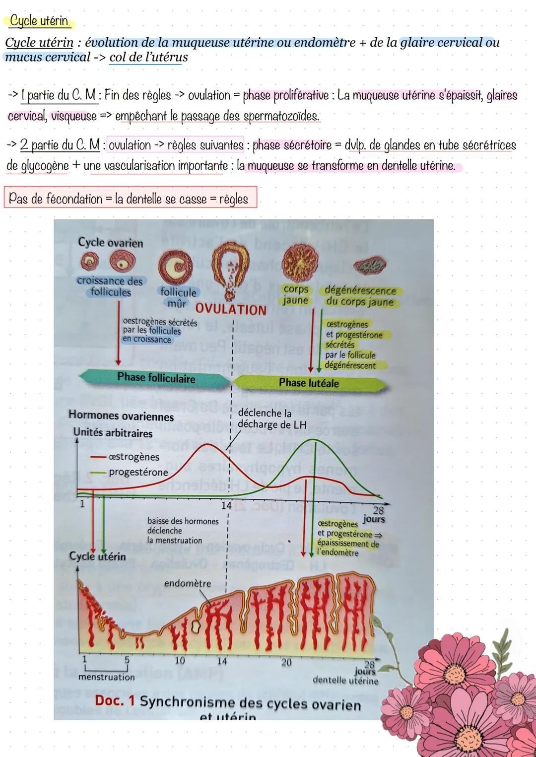 # Partie 3. Régulation de la fonction de reproduction
Séance 1 - Le complexe hypothalamo-hypophysaire
C. H. H = constitué par deux glande