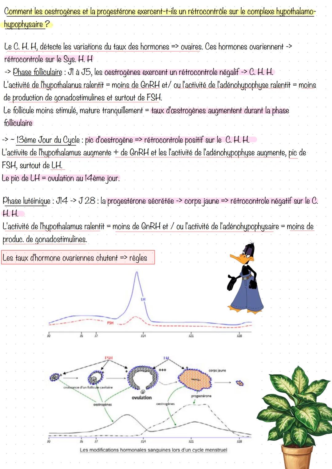 # Partie 3. Régulation de la fonction de reproduction
Séance 1 - Le complexe hypothalamo-hypophysaire
C. H. H = constitué par deux glande