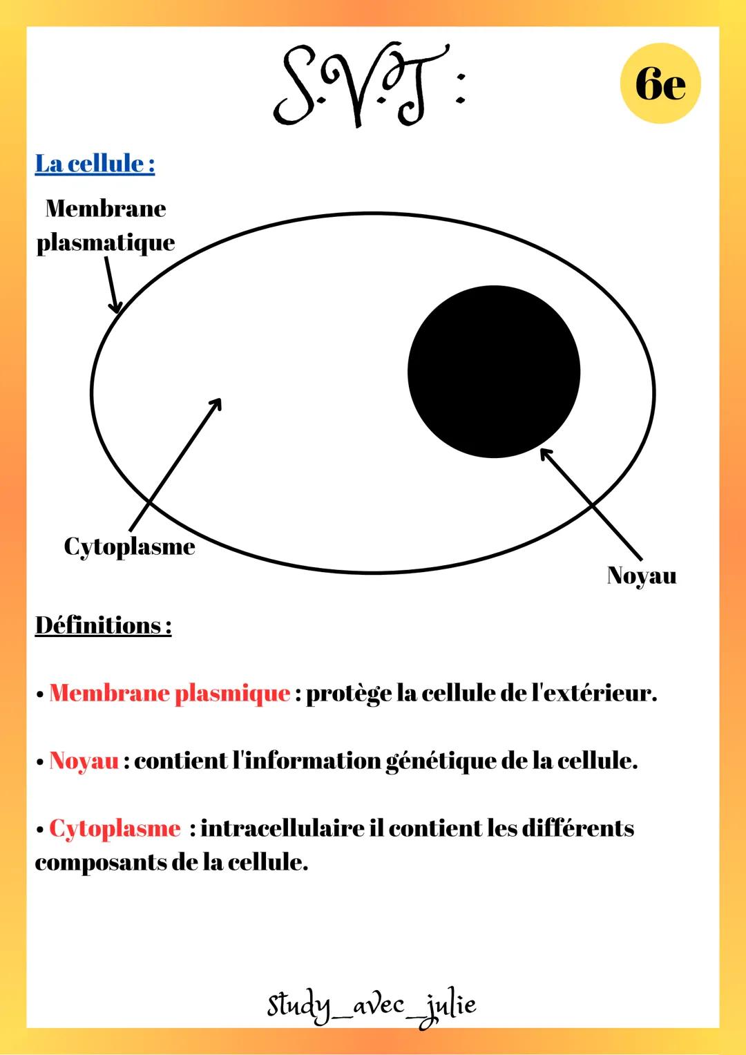 La cellule:
Membrane
plasmatique
SVT
Cytoplasme
6e
Noyau
Définitions:
.
• Membrane plasmique: protège la cellule de l'extérieur.
• Noyau : c