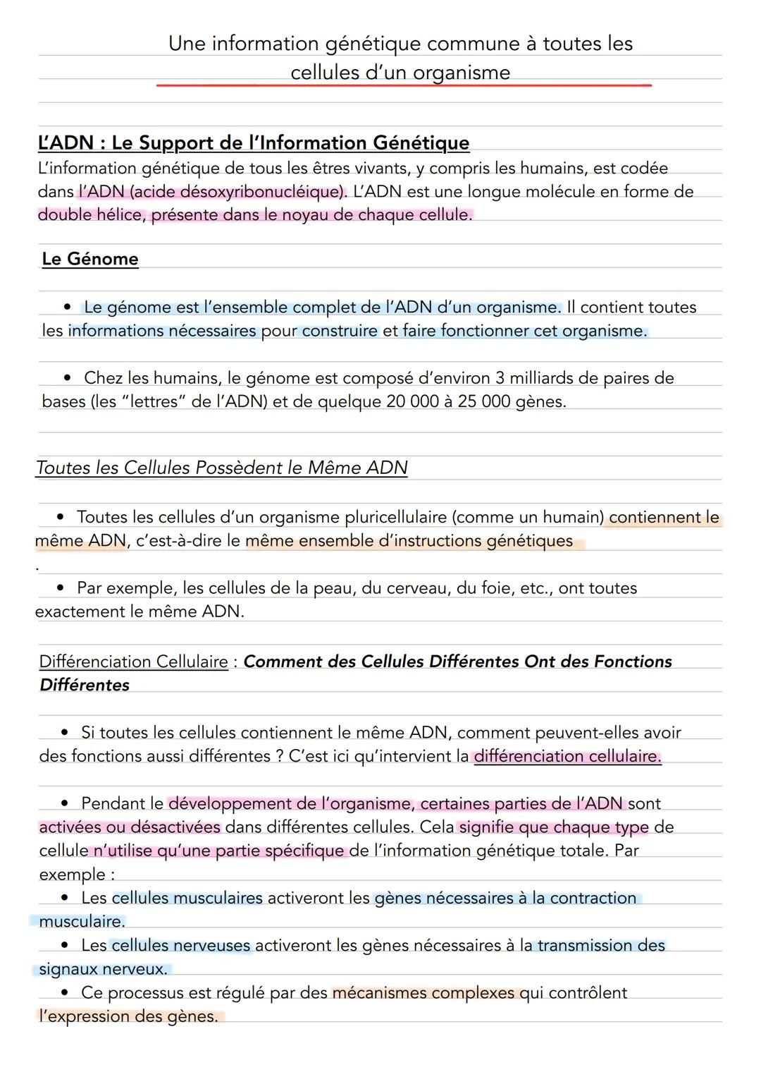 Une information génétique commune à toutes les
cellules d'un organisme
L'ADN : Le Support de l'Information Génétique
L'information génétique