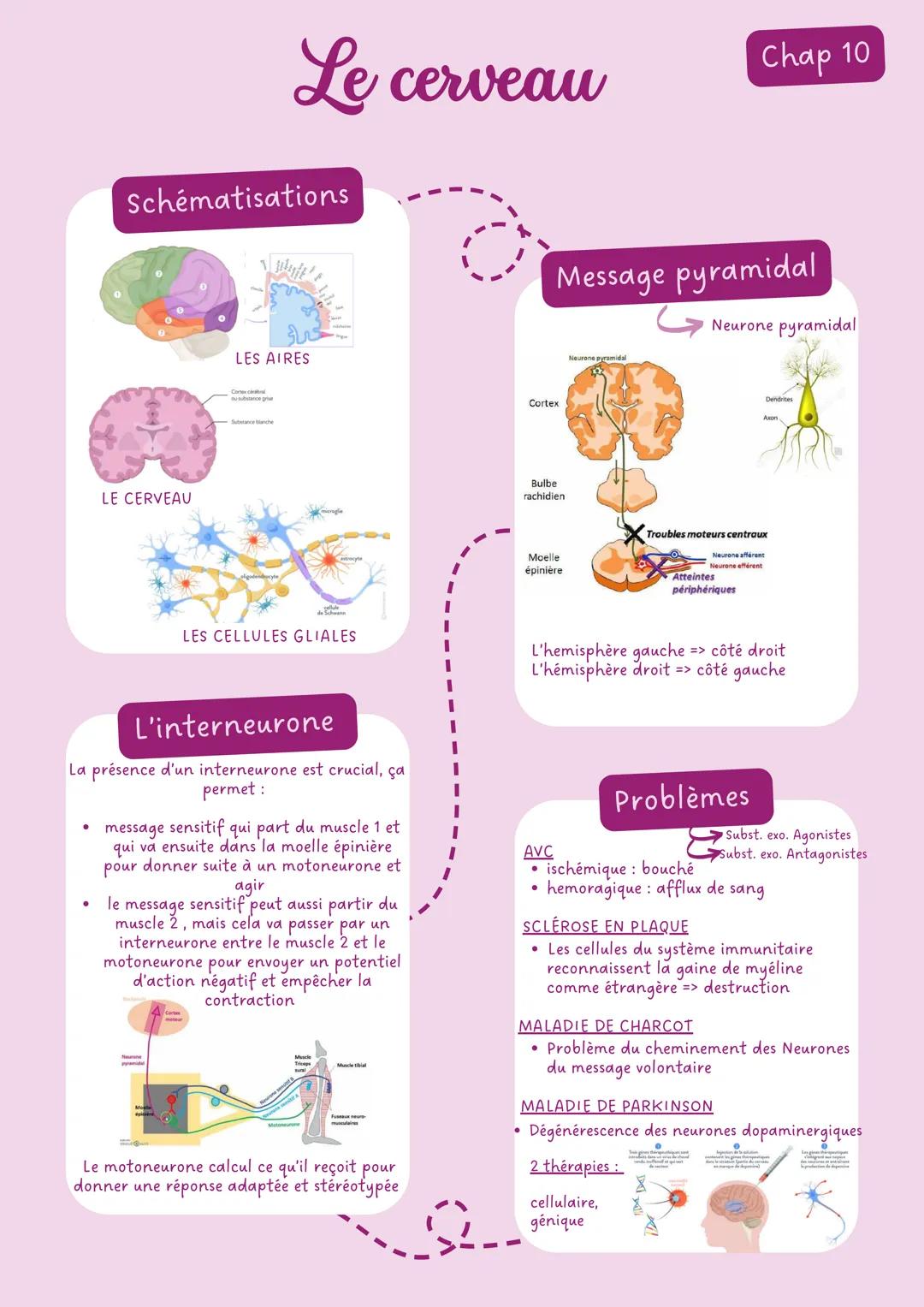 # Limmunologie Chap 1
# La contamination
Les moyens de lutte
Voie génitale
Mauvaise hygiène
aseptie: désinfection
Voie Digestive
Voie