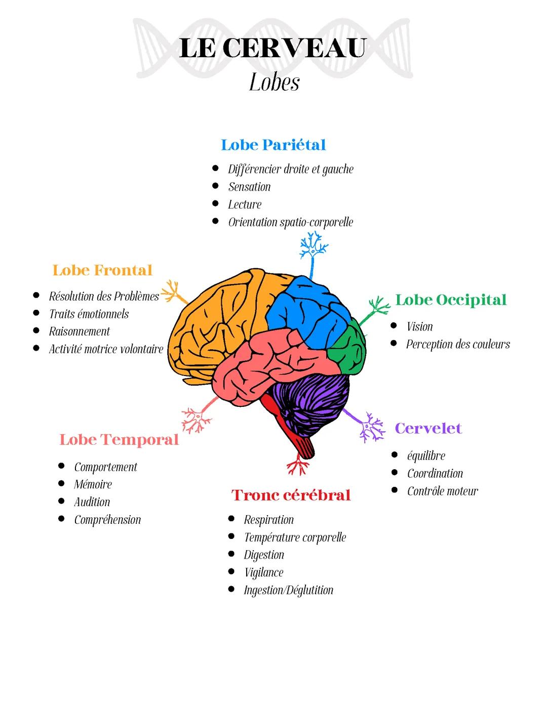Les lobes du Cerveau