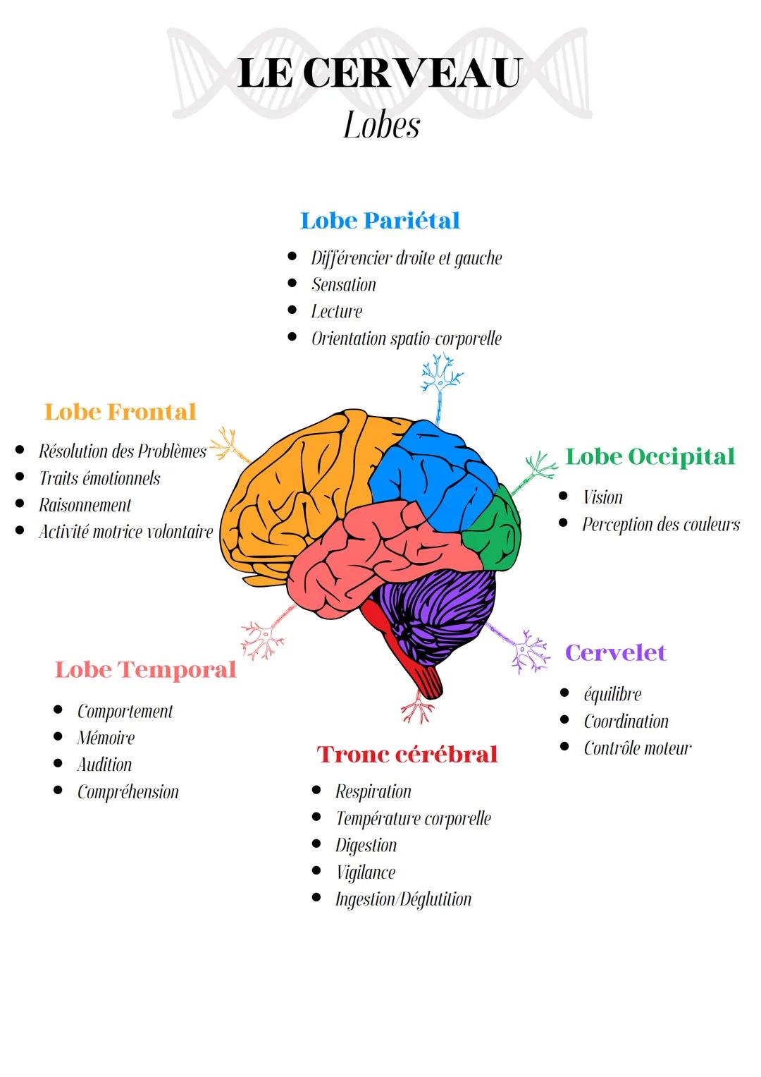 LE CERVEAU
Lobes
Lobe Pariétal
• Différencier droite et gauche
• Sensation
• Lecture
• Orientation spatio-corporelle
Lobe Frontal
• Résoluti