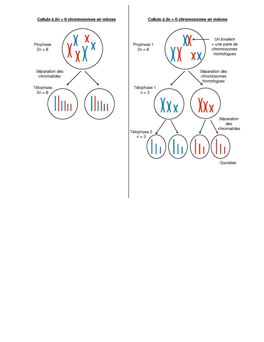 Schéma de la mitose et la méiose