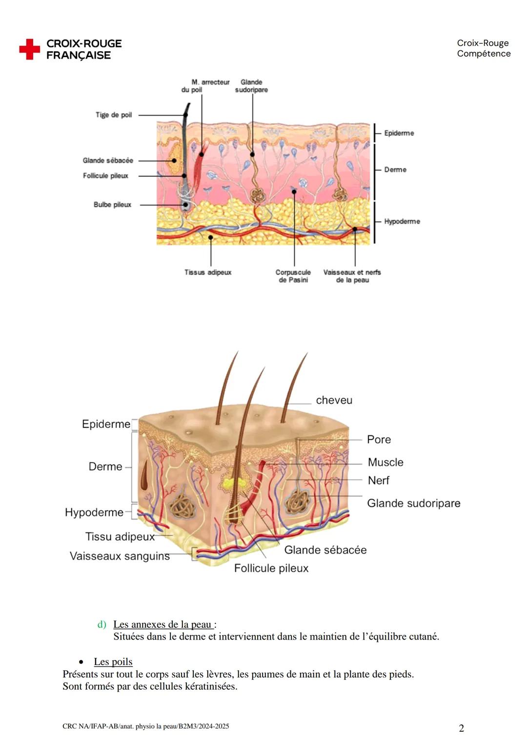 # CROIX-ROUGE
FRANÇAISE
# LA PEAU ET LES MUQUEUSES
Croix-Rouge
Compétence
La peau recouvre entièrement notre corps et se compose de 3 cou