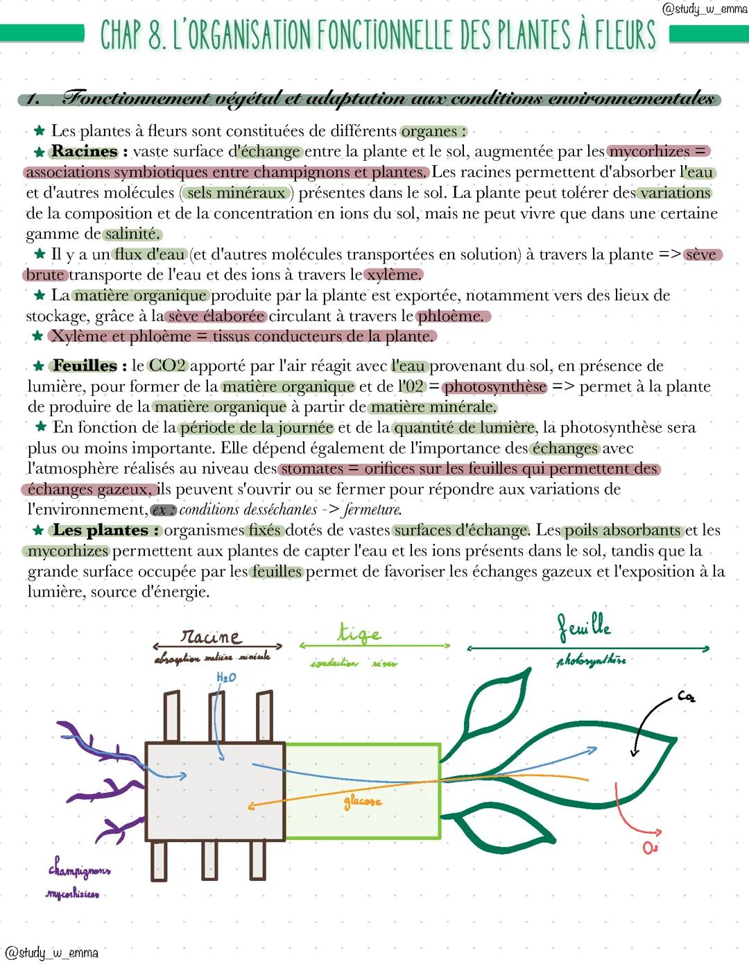 L’organisation fonctionnelle des plantes à fleurs