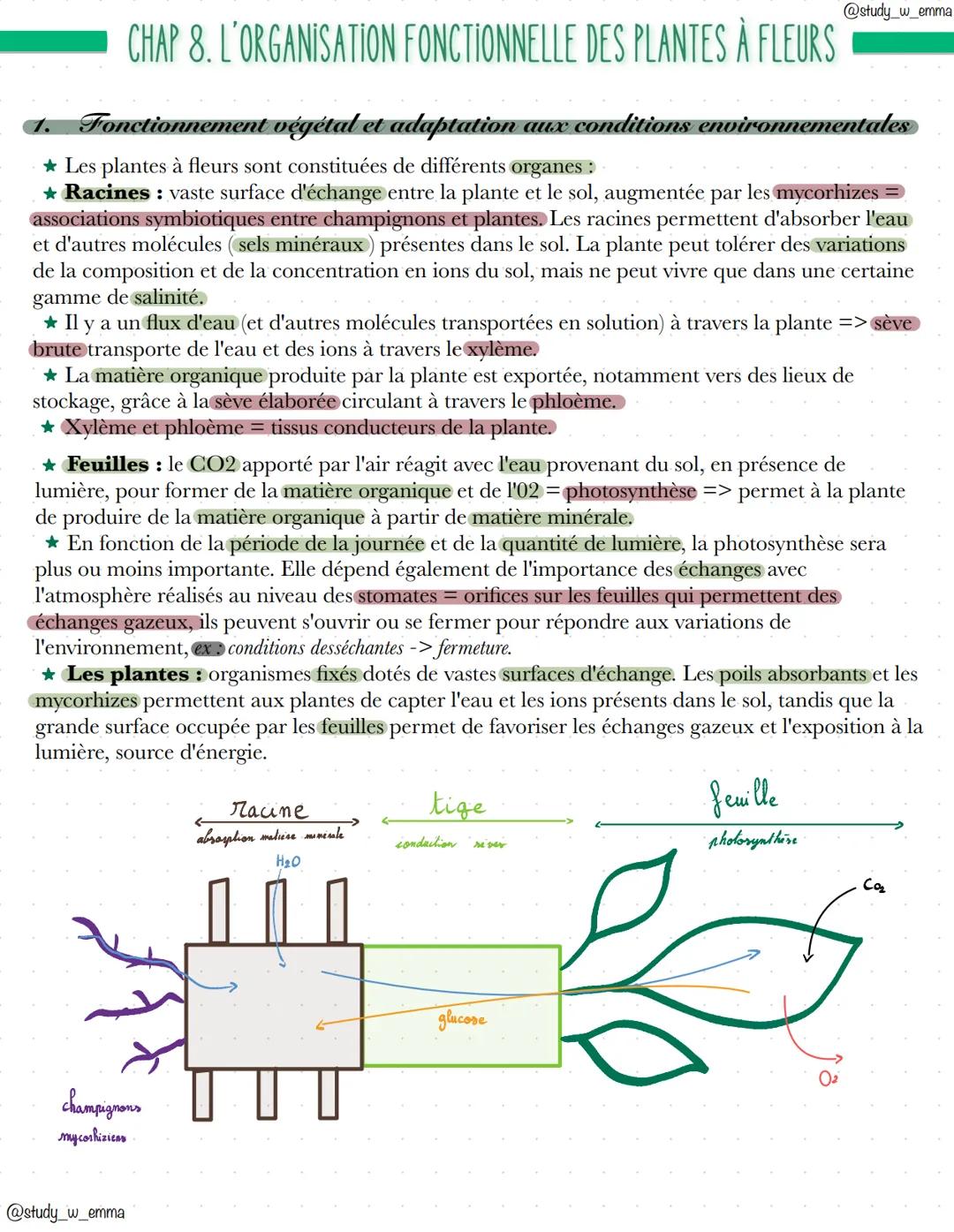 @study_w_emma
CHAP 8. L'ORGANISATION FONCTIONNELLE DES PLANTES À FLEURS
1. Fonctionnement végétal et adaptation aux conditions environnement