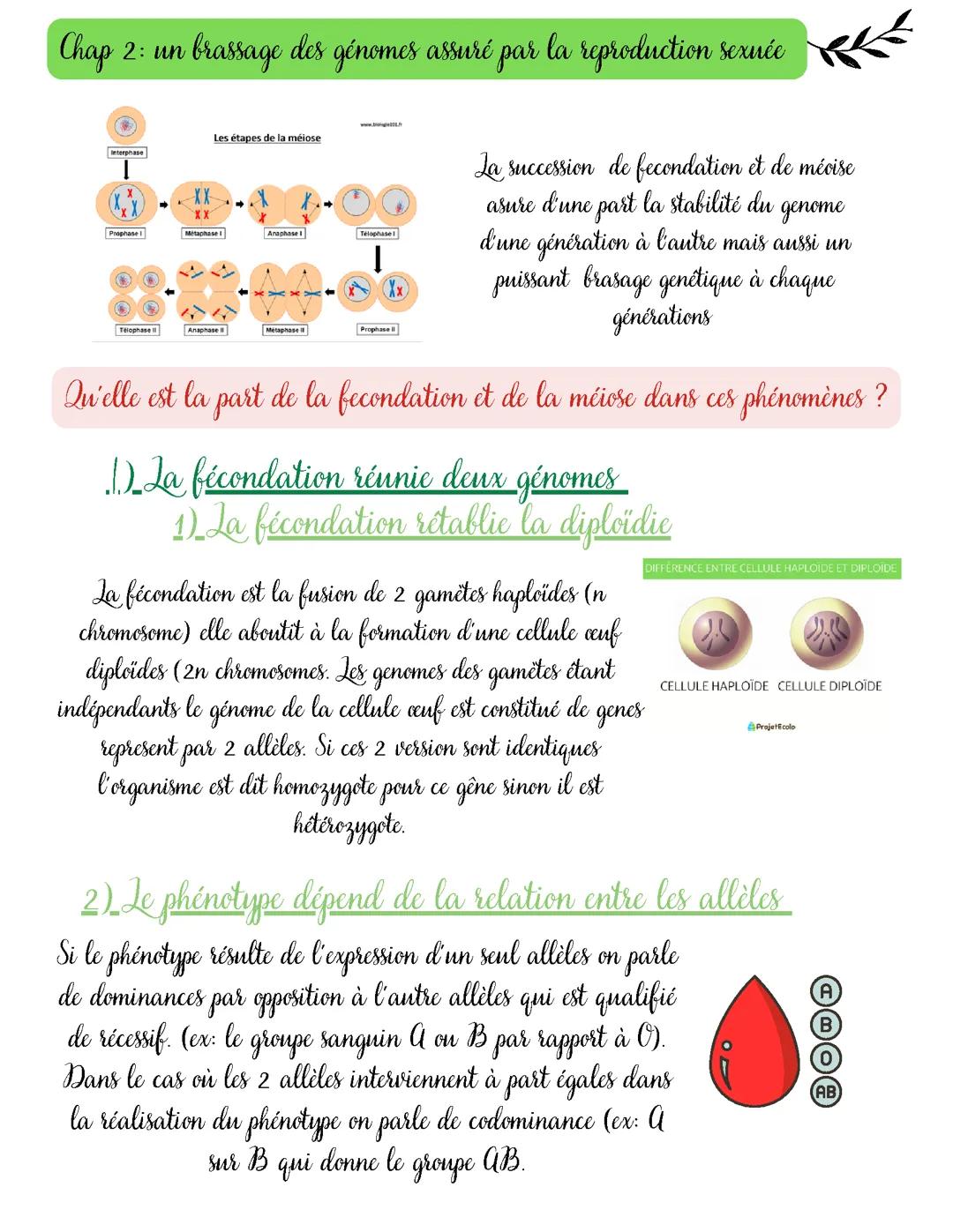 Un brassage des génomes assurée par la reproduction sexuée
